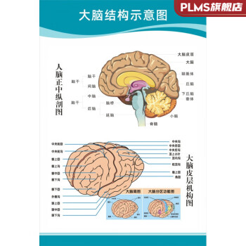 醫院科室掛圖 醫院科室頭部腦神經人體解剖結構示意圖大腦血液循環