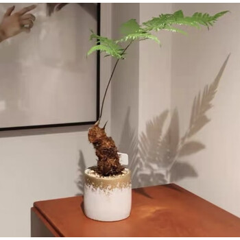 菲凡阁金毛蕨一叶蕨类植物老桩网红狗脊蕨室内绿植禅意蕨类欧式盆景