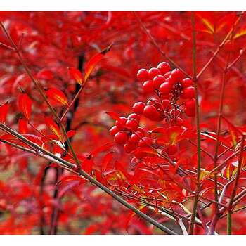 可以水培火焰南天竹南天竺红天竹红叶竹室内植物盆栽比吊钟马醉木2盆日本火焰南天竹 品种很稀少 天气越冷叶子越红 图片价格品牌报价 京东