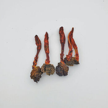 云南回春草深山不出头鹿仙草粉泡酒的药材男性持100g久不老草 小棵