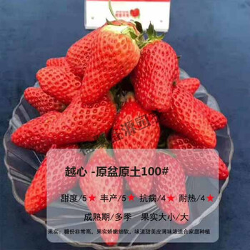 草莓苗盆栽食用超甜带土带盆阳台南北方露天种植超大苗果树苗hkml越心