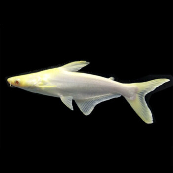 韵维凯淡水鲨鱼白化鲨观赏鱼小蓝鲨虎头鲨劳伦迪球鲨大型热带鱼龙鱼配