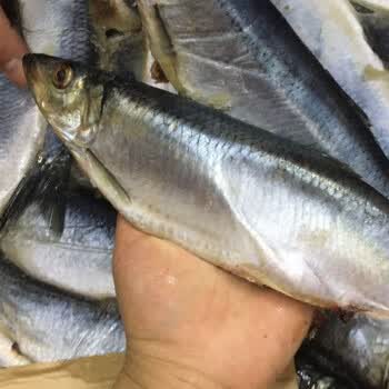 鲜美惊 好物推荐 青鱼冷冻海鲜满籽满油深海冷水鱼海捕青鱼船冻青占鱼鲱鱼深海青鱼 满籽满油 净重3斤 3袋 6 9条 图片价格品牌报价 京东