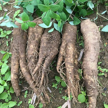 煲汤材料四叶参月子通乳食用羊乳奶参新鲜山海螺轮叶党参