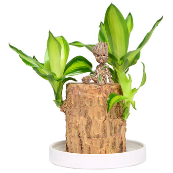 巴西木幸运木水养水培植物绿植办公室内格鲁特树桩四季小盆栽巴西木6 7cm 白色陶瓷盘 特鲁特 含盆 图片价格品牌报价 京东
