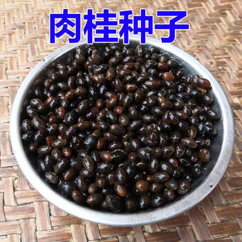 茗羽珺玥肉桂种子桂皮树苗种子树广东广西桂皮树苗桂核精选肉桂种子2