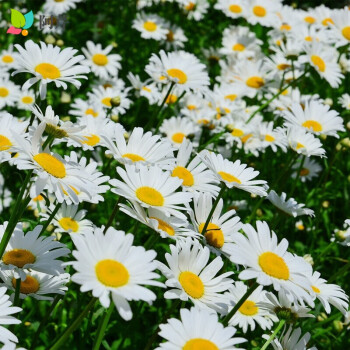 花种子西洋滨菊种子四季播开花多年生室外庭院花海花卉种籽阿芹大滨菊种子1斤 图片价格品牌报价 京东