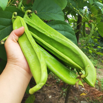 壽禾 豆種子各種豆種豇豆角豌豆大莢荷蘭豆春季蔬菜毛豆刀豆缸豆種籽