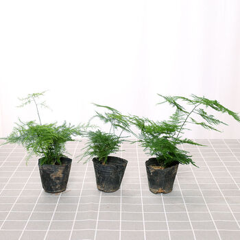 家和万事兴文竹盆栽植物室内净化空气办公室绿植花卉盆栽盆景四季常青小盆栽文竹小苗三颗 图片价格品牌报价 京东