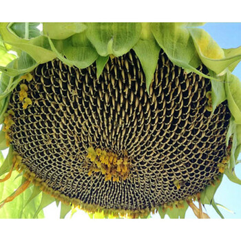 中梦向日葵种子高产瓜子食用孑油葵阳台室内小盆栽观赏易种植葵花籽种 大型食用葵 0粒 图片价格品牌报价 京东 中梦向日葵种子高产瓜子食用孑油葵阳台室内小盆栽观赏易种植葵花籽种 大型食用葵 0粒 图片价格品牌报价 京东