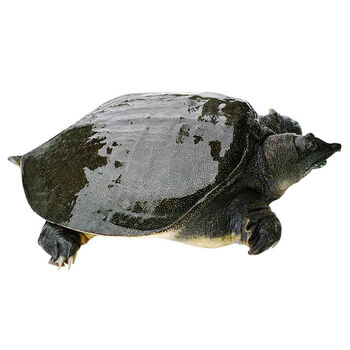 甲鱼外塘大甲鱼活体王八中华鳖老鳖苗团鱼品3斤外塘青黄背