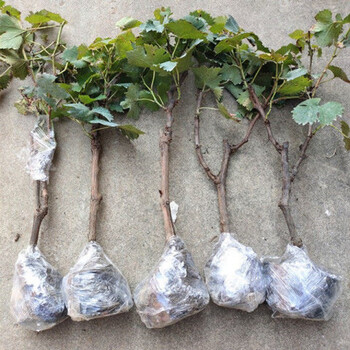 葡萄树苖阳光玫瑰葡萄树苗特大爬藤巨峰南方北方种植无核蓝宝石苗 带