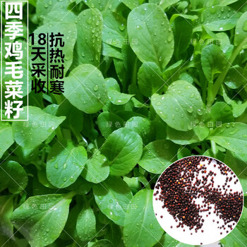 上海青籽春秋四季播蔬菜孑大全阳台盆栽菜园种植小青菜鸡毛菜50克装有