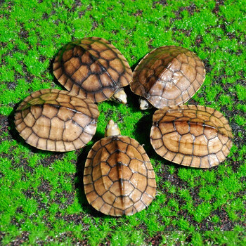 oemg纯种越南石金钱龟正宗南石龟活体宠物观赏小乌龟招财风水龟带龟粮