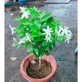 笔尖茉莉盆栽单瓣独杆花苗室内阳台花卉植物夏季带花苞浓香茉莉花 4年