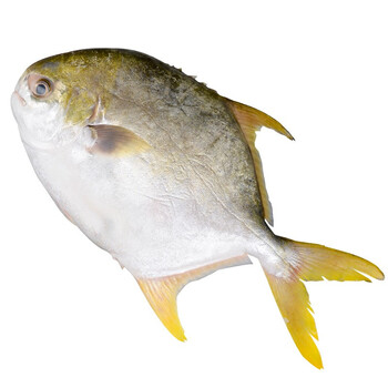 春节不打烊海皇湾金鲳鱼550g3海鱼大平鱼鲳鳊鱼大金鲳鱼生鲜鱼类金