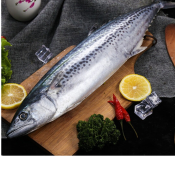 海捕大鲅鱼马鲛鱼超霸大鲅鱼新鲜深海大鱼鲅鱼鲜活速冻发芳玫五斤一条