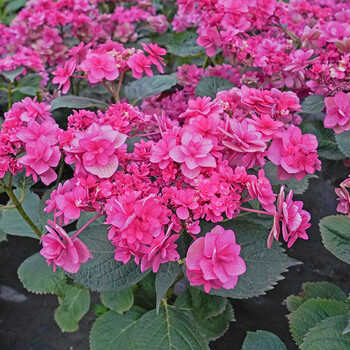 绣球花苗庭院植物树苗室外阳台花苗四季种易活花卉盆栽 【海妈直播】