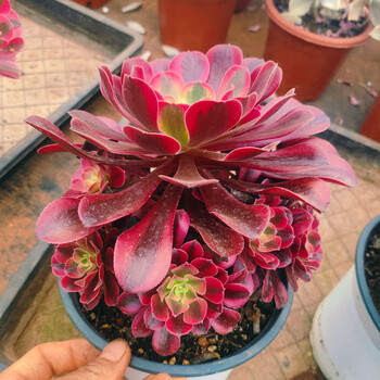 懿儱佩美杜莎 粉女巫货种捧花法师 多肉多头老桩植物 盆栽 美杜莎15cm