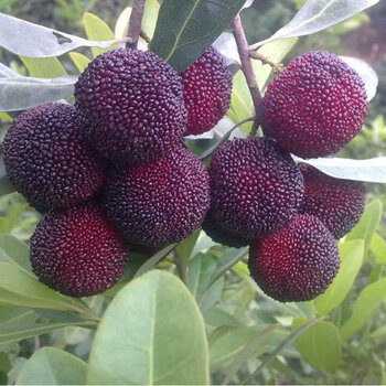 jd物流杨梅新鲜仙居东魁大杨梅孕妇水果新鲜当季时令过节送礼3斤