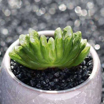 京选推荐 多肉玉露多肉植物玉露十二卷花卉盆栽黄金玉露冰灯冰川室内盆栽玉扇 图片价格品牌报价 京东