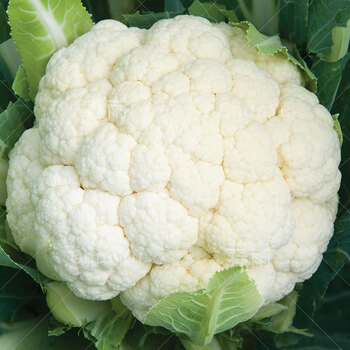西兰花花菜菜花西蓝花四季秋季蔬菜种子孑 (白色花菜)小菜园200粒原装