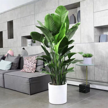 乐语花 天堂鸟大型盆栽鹤望兰北欧家居客厅公司走廊前台室内中大型