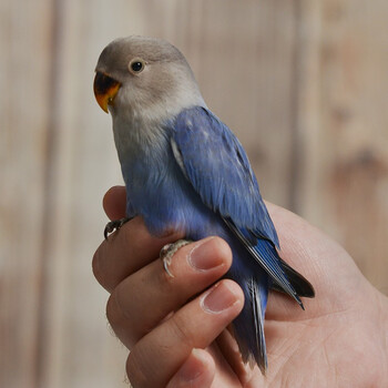 大头虎皮牡丹玄凤鹦鹉玩具鸟活物异宠活体宠物鸟雏幼体幼崽特萌大体型