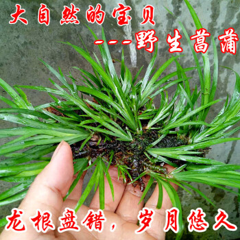 江影清菖蒲草附石菖蒲盆景龙根香味虎须文房栽培微景观水培植物农资小窝 6 8苗 裸根不带土 图片价格品牌报价 京东