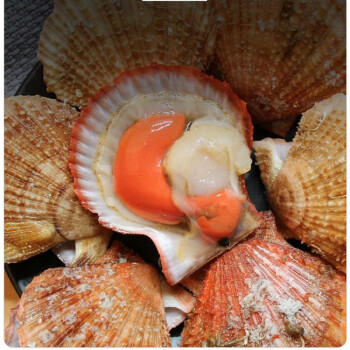 扇贝鲜活新鲜港湾贝带壳超大扇贝海鲜水产海捕贝类5斤中大