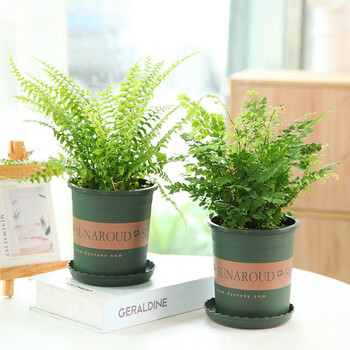 惜林园 垂盆草绿植盆栽垂吊植物四季常青耐寒耐旱四季好养 精选线蕨.