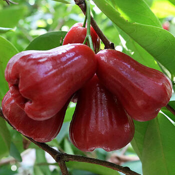 正宗黑金刚莲雾果海南特产雾莲水果批发当季孕妇水果新鲜 【现摘】