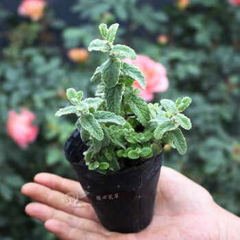 叶室内驱蚊植物香草盆栽苗带原土虎雀a5颗起拍绿斑叶凤梨薄荷不含盆