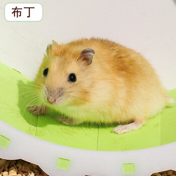 仓鼠活体紫仓金丝熊苍鼠宠物三线布丁仓鼠幼崽 一对布丁(可备注公母)