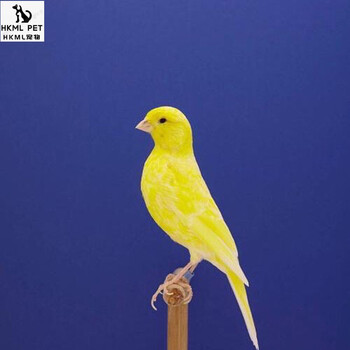 活体玉鸟活体白燕子鸣鸟小鸟雏鸟观赏鸟繁殖鸟 蜡黄母一只