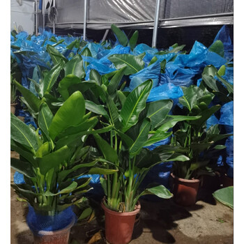 七抒网红天堂鸟鹤望兰尼古拉大型花卉绿植盆栽客厅净化空气广州基地发