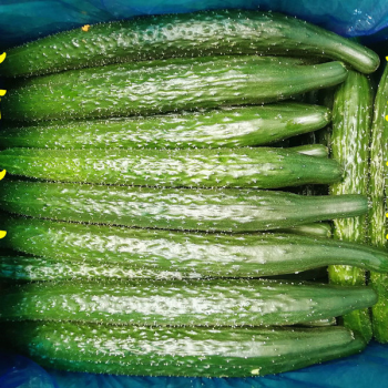 新鲜黄瓜生吃蔬菜农家现摘黄瓜新鲜应季带刺绿心青瓜5斤3斤5斤