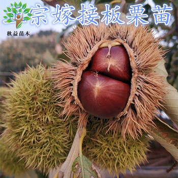 当年结果大红袍板栗树苗水果苗栗子苗南方北方种植盆栽地栽 蜜蜂球栗