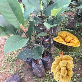 榴蓮樹苗泰國嫁接苗海南菠蘿蜜帶土帶葉四季結果廣西發貨水果樹苗2年