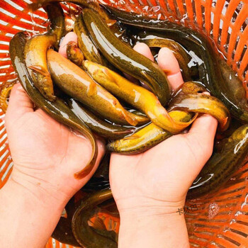 大泥鳅鲜活活体现杀淡水土泥鳅  新鲜礼盒定制款 10到20条大号泥鳅活