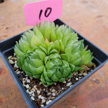 新款客厅大棵樱水晶玉露多肉植物白银寿十二卷多肉绿植花卉 樱水晶