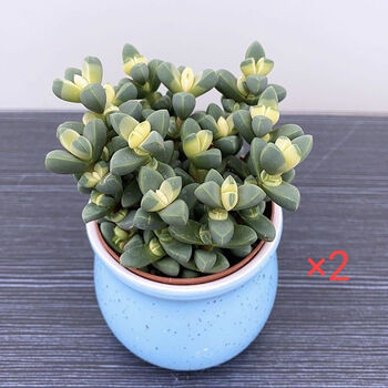 精选 会开花 多肉植物鹿角海棠室内净化空气绿植办公室肉肉白玉鹿角海棠 马卡盆随机色2盆裸根不带土 图片价格品牌报价 京东