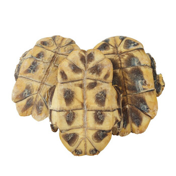 龟板精选生龟板旱龟板纯龟下甲中药材50克