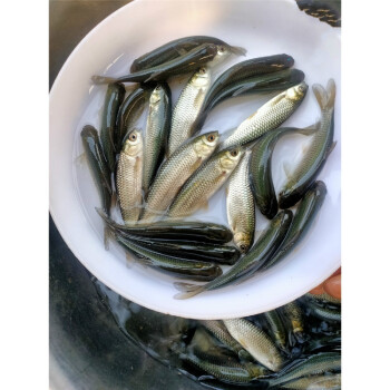 草魚苗小魚苗10釐米淡水活魚半斤一斤大養殖20公分草魚魚苗 草魚14-16