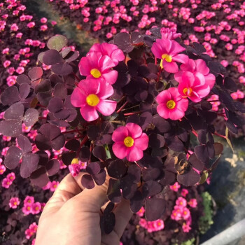 芙蓉酢漿草種球左家花園秋冬種植醡醬草耐寒紫葉大花榨漿草花期長紫葉