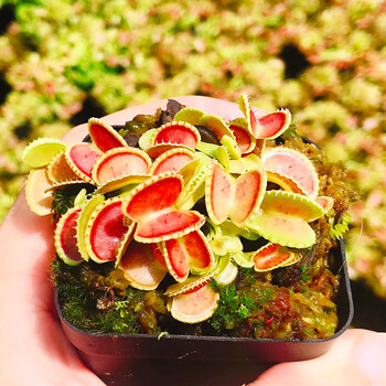 超值带分株爆盆捕蝇草多颗食人花猪笼草草超大夹子嘴扑蝇草 贝壳带