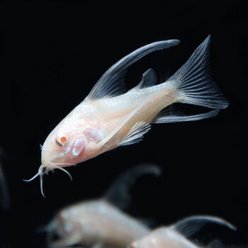 萌小星鼠鱼活体热带观赏鱼清洁鱼垃圾鱼小型淡水底除藻工具鱼异形鱼高
