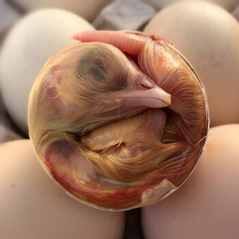 新鲜鸡胚蛋毛蛋全毛鸡蛋活珠子18天新品 30枚