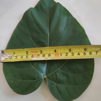 新鲜桐子叶粑粑米粑桐树叶现摘现发桐子树叶油桐树叶子 精选30张中叶