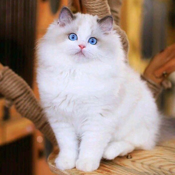 30天质保布偶猫幼猫活体纯种布偶猫重点色宠物猫活体布偶猫幼体仙女猫